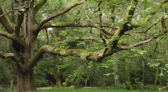 Odiham Common