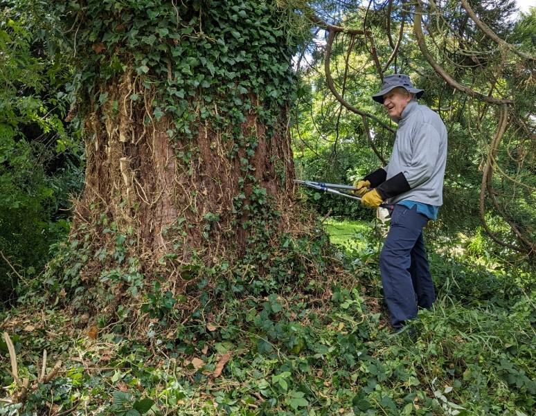 Cllr Sanger cutting ivy 2